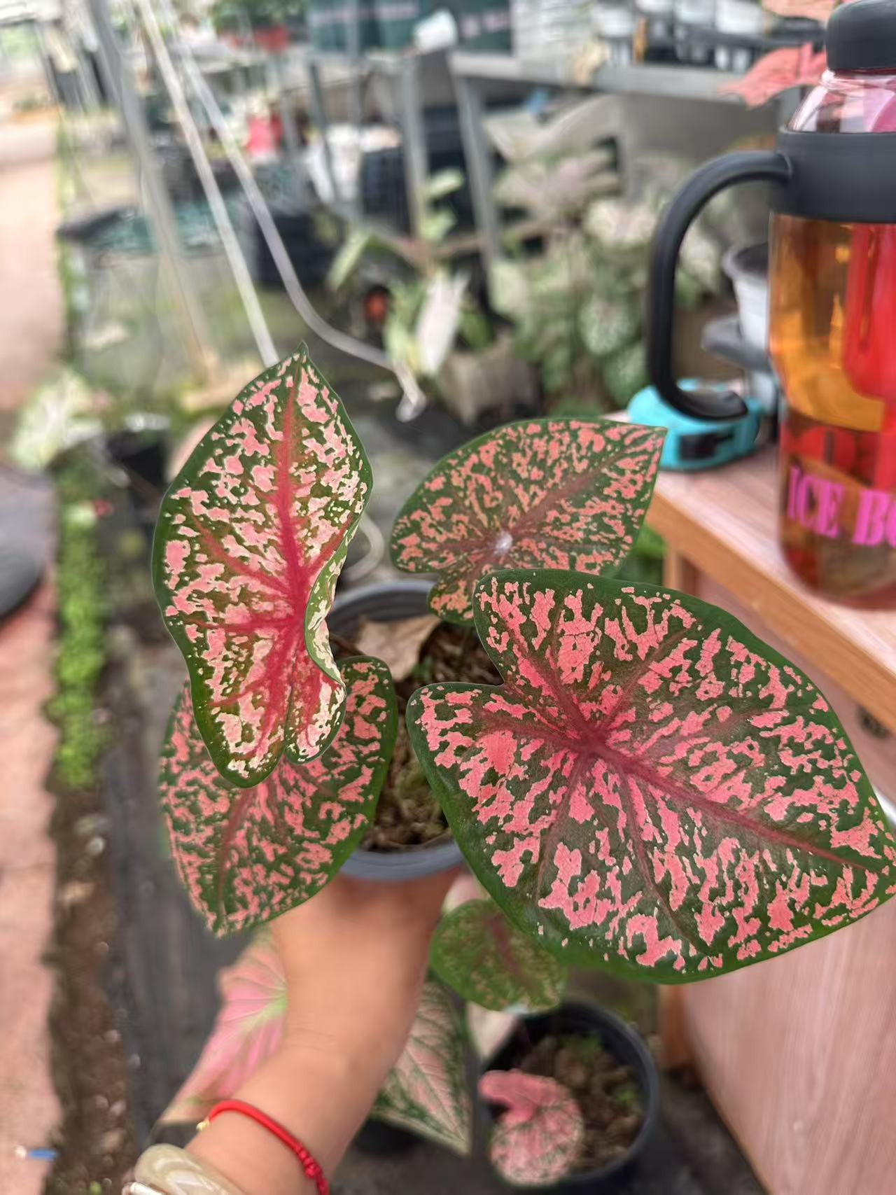 农掌柜 彩叶芋（粉红豹 )
