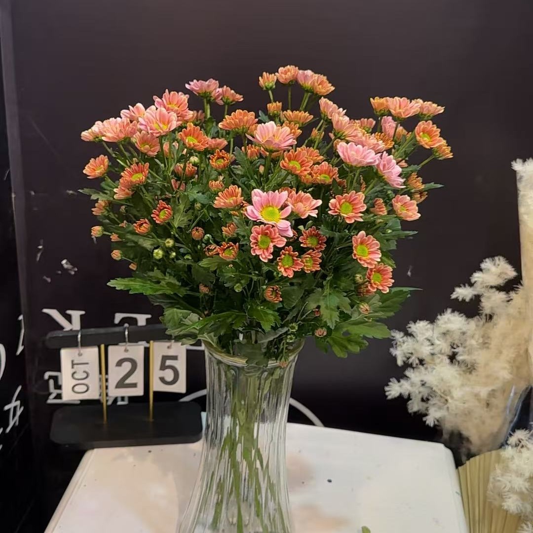 活动款雏菊一束如图