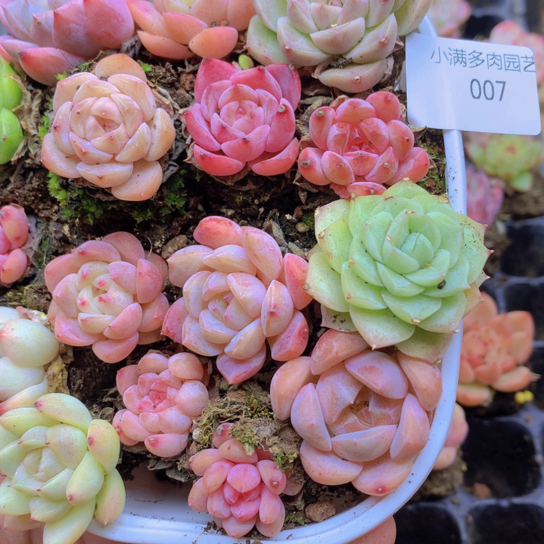 我要去看你了啊我007