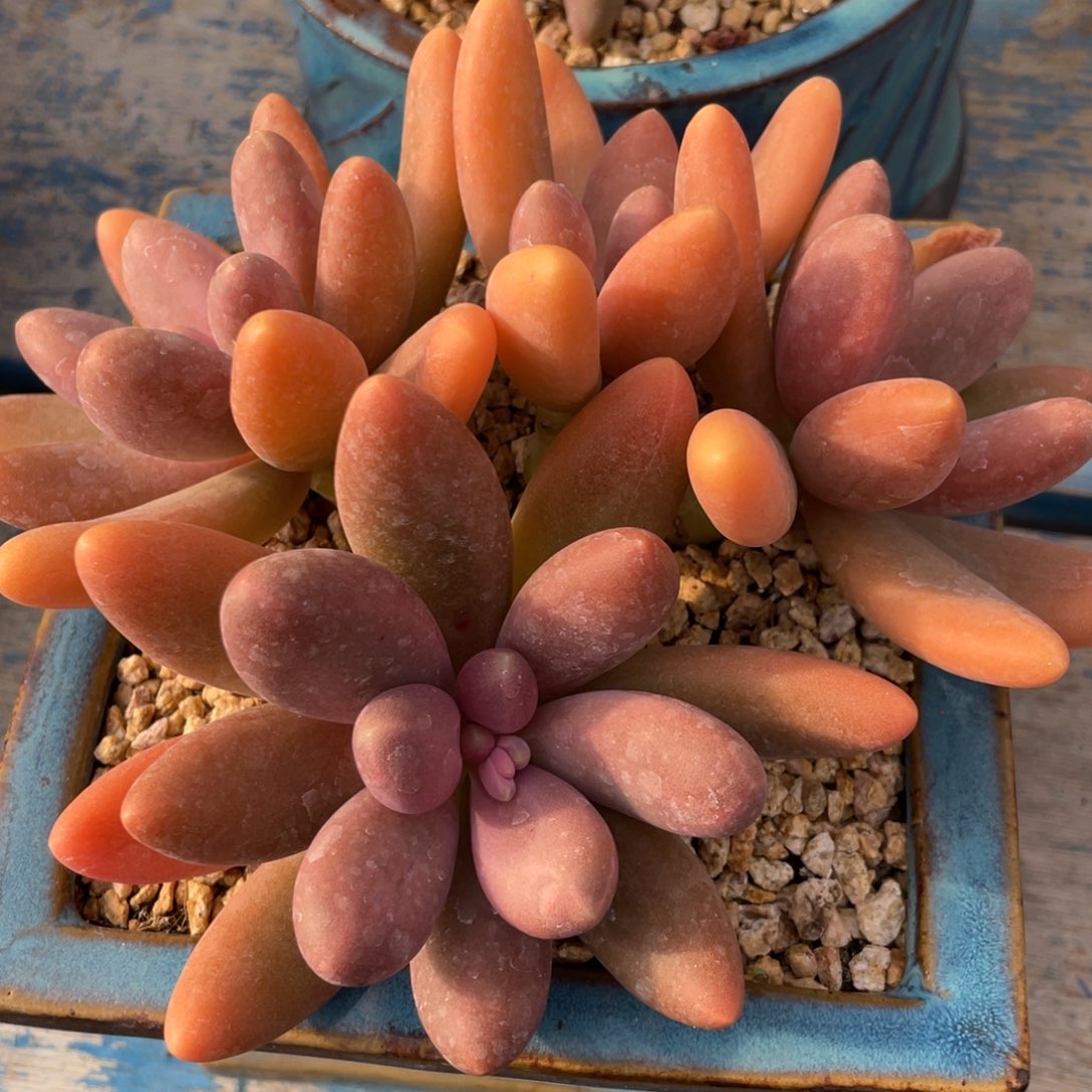 好看的多肉植物日光灯