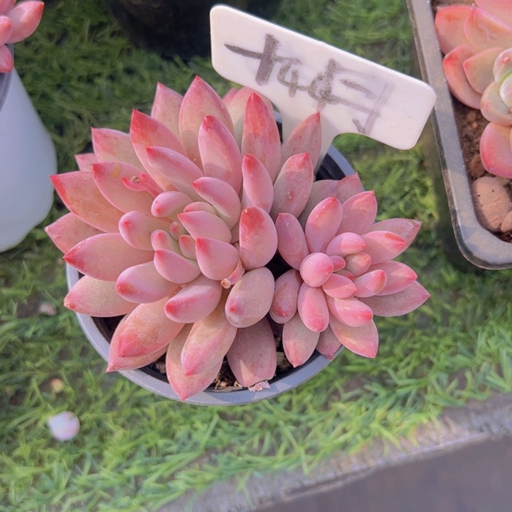 健健康康平平安安