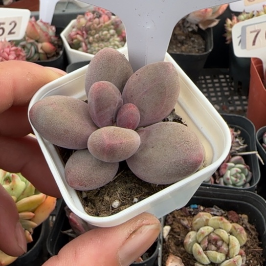 391糖果美人一物一拍多肉