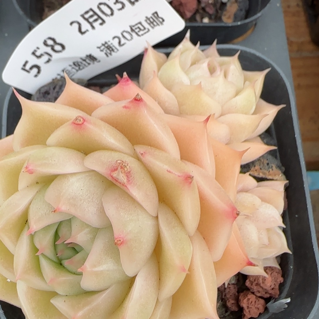 花语逸镜0203-558