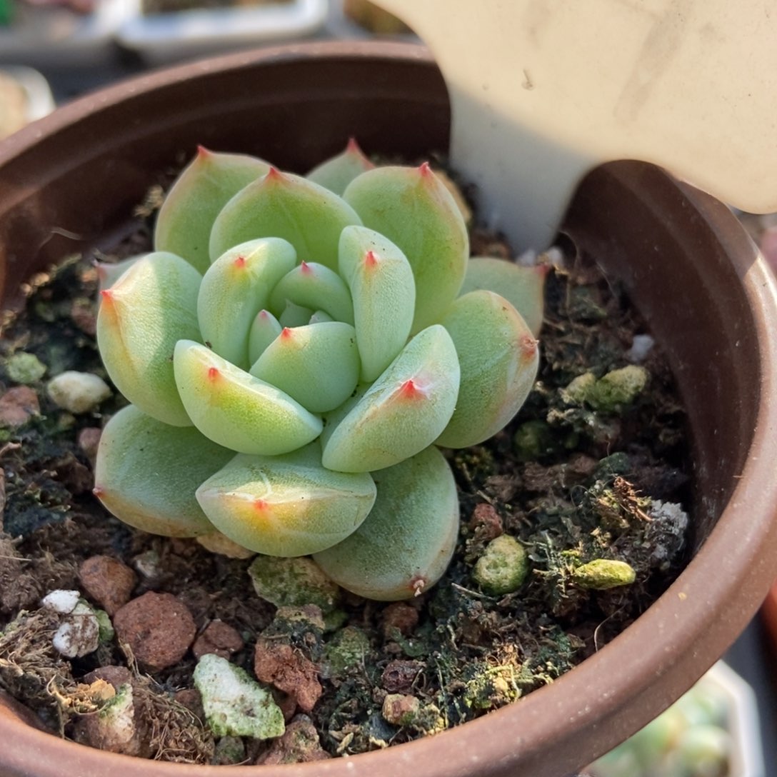 594雪花珍妮多肉植物