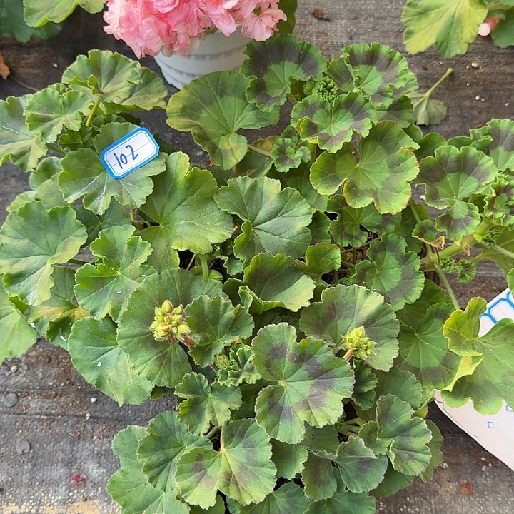 完全开放天竺葵102号