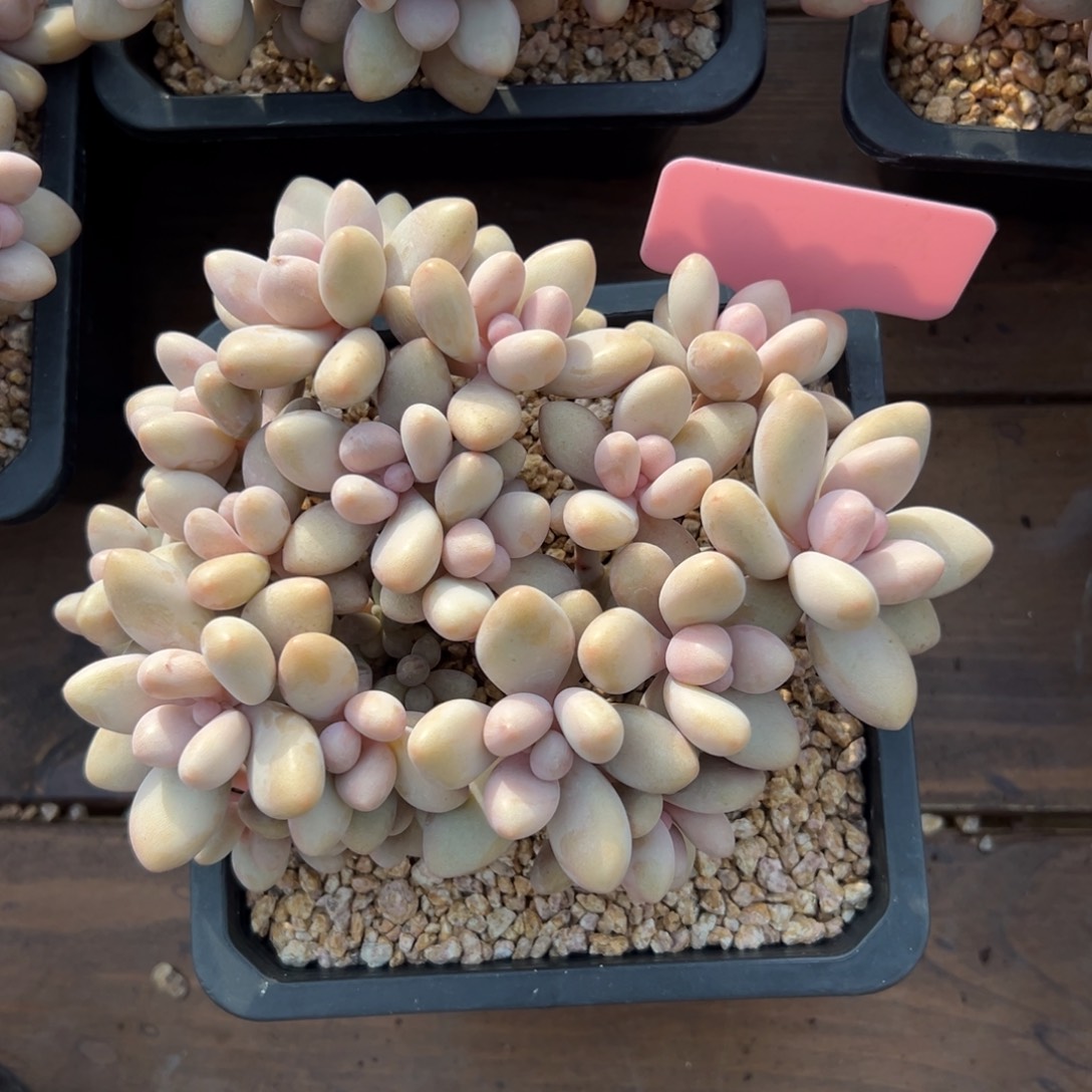 蜜多丽1111111111111111