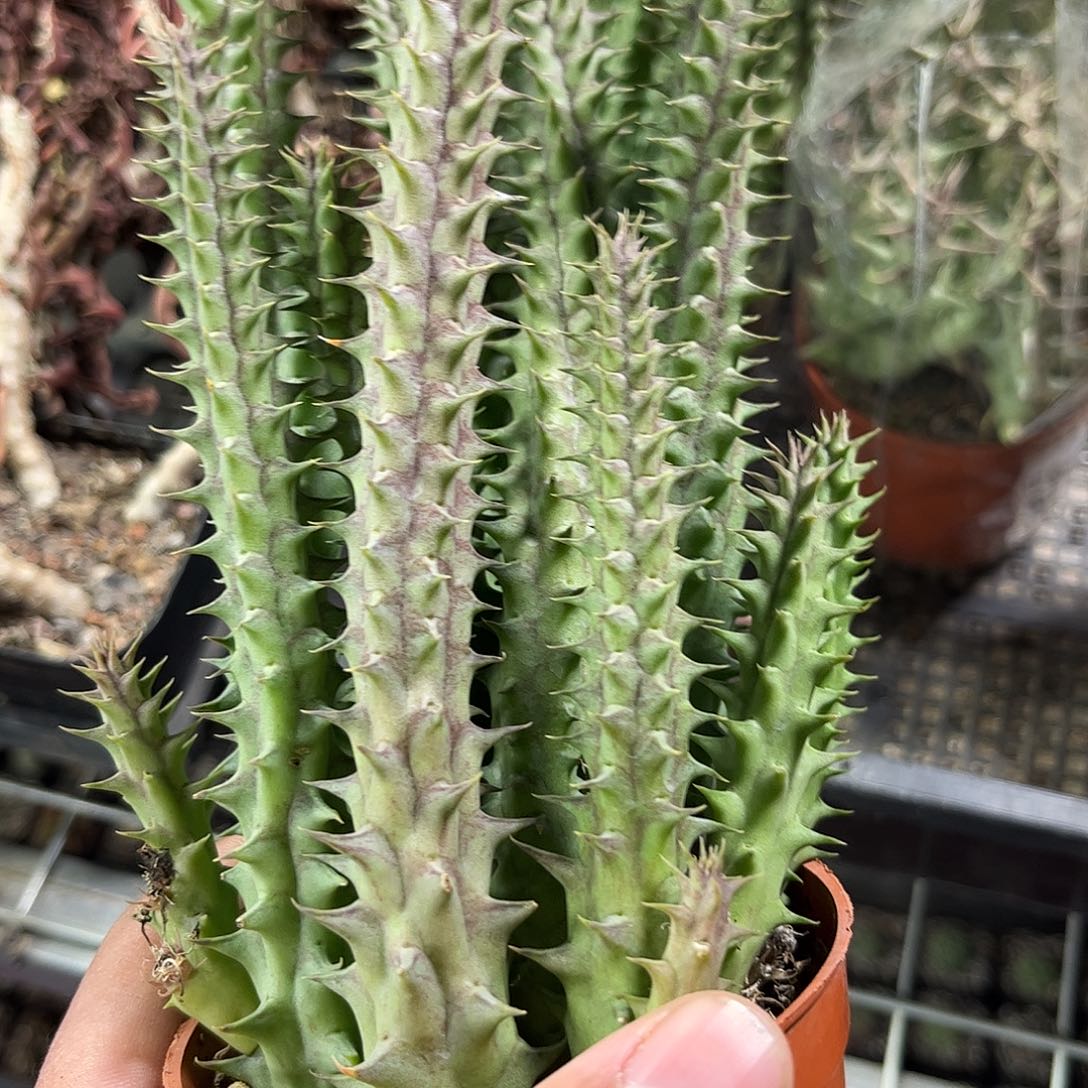 犀牛角单头发货单头