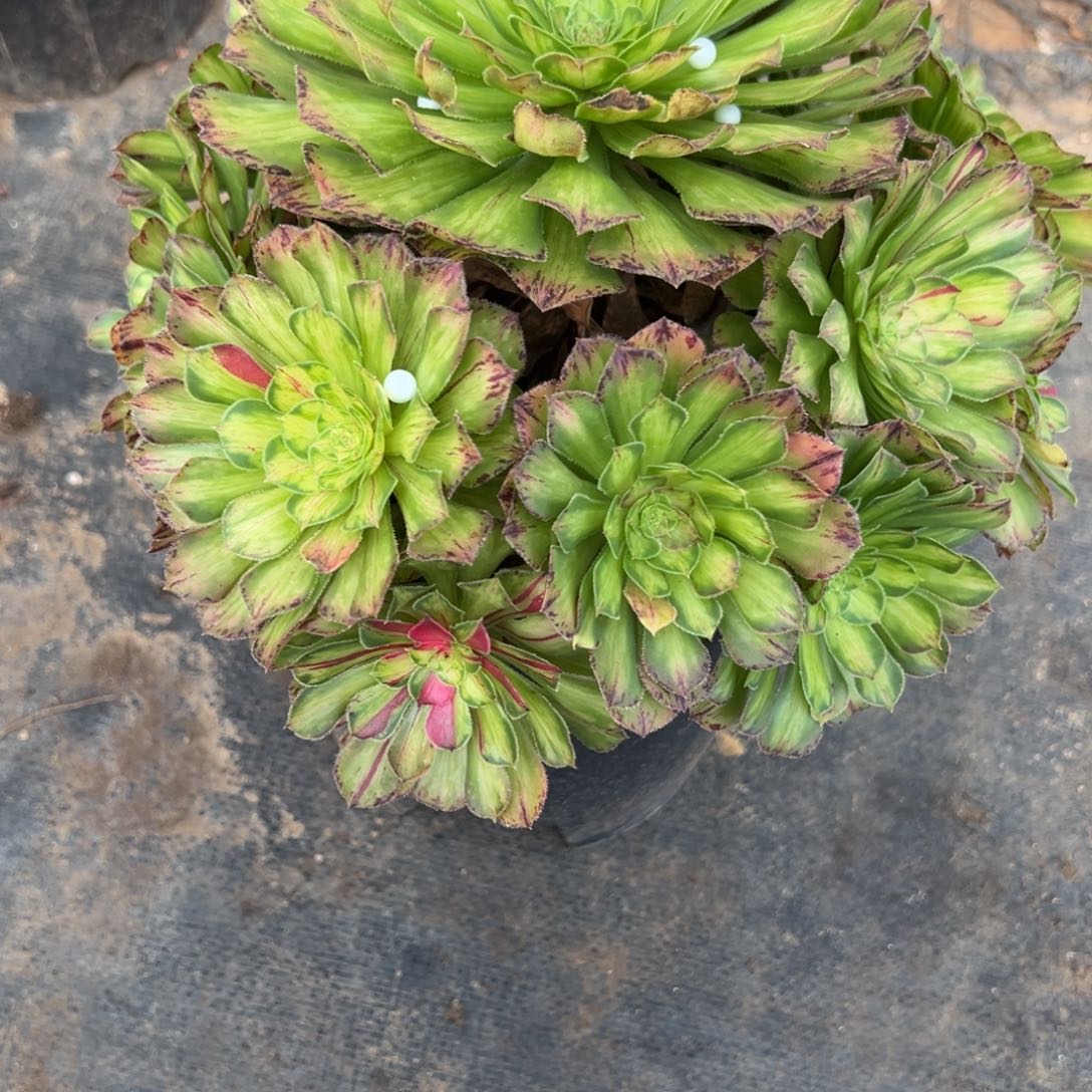 242知否多肉多肉多肉多肉