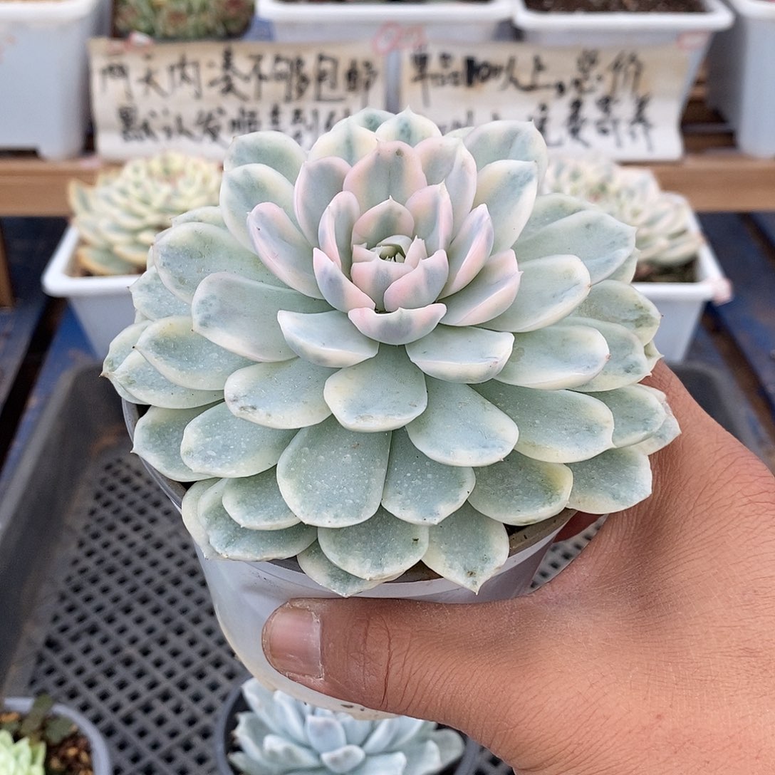 27106 大雪球锦 7 天后发货