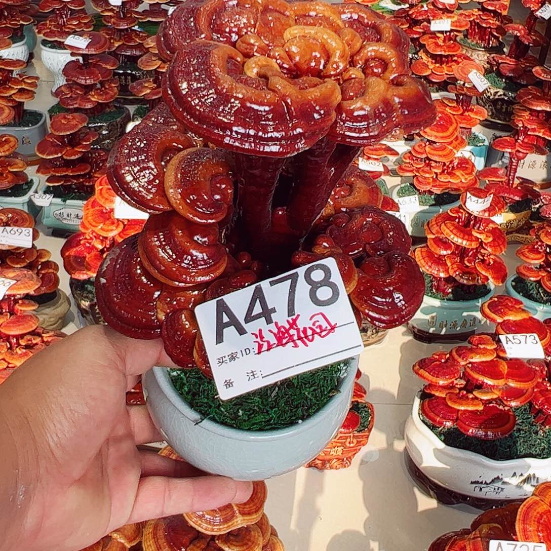 无花朵灵芝盆景478