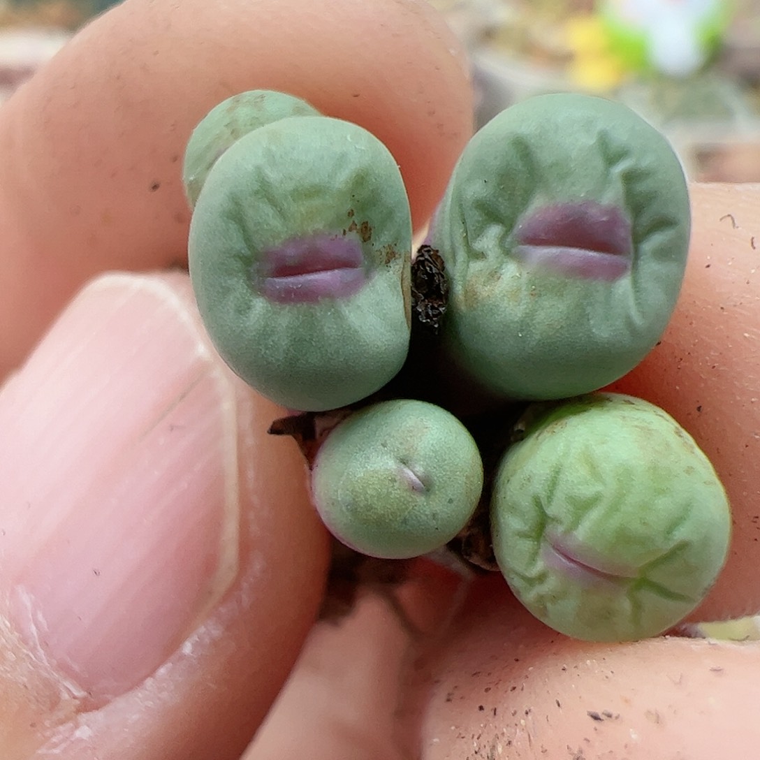 【闪购商品】105 1380B小红嘴