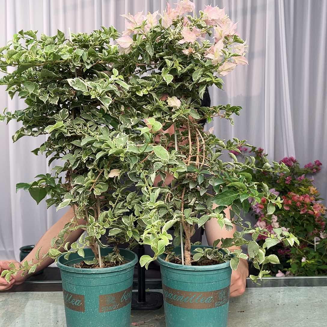 大部分开放少量花苞少女心带竹一颗