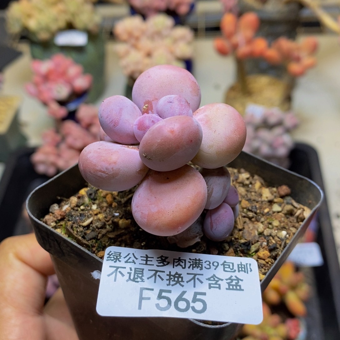 565蛋黄奶多肉3c m