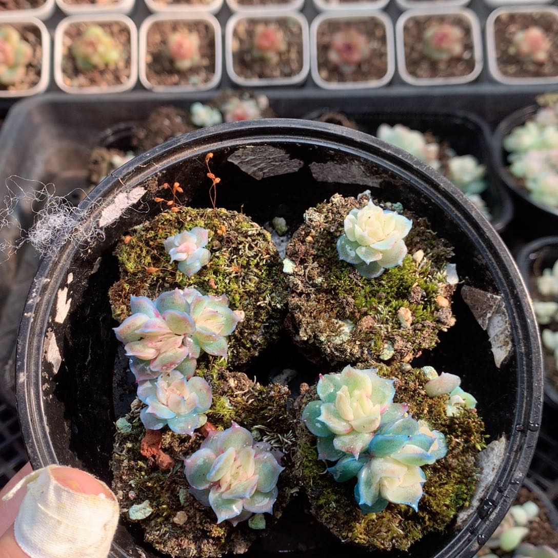 无花朵T11英语英语