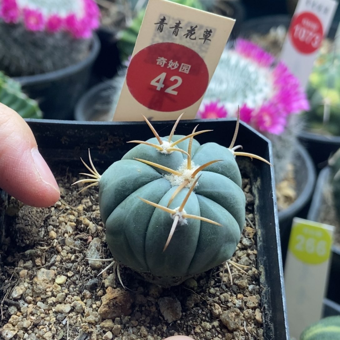 实生花王丸平丸3.3cm