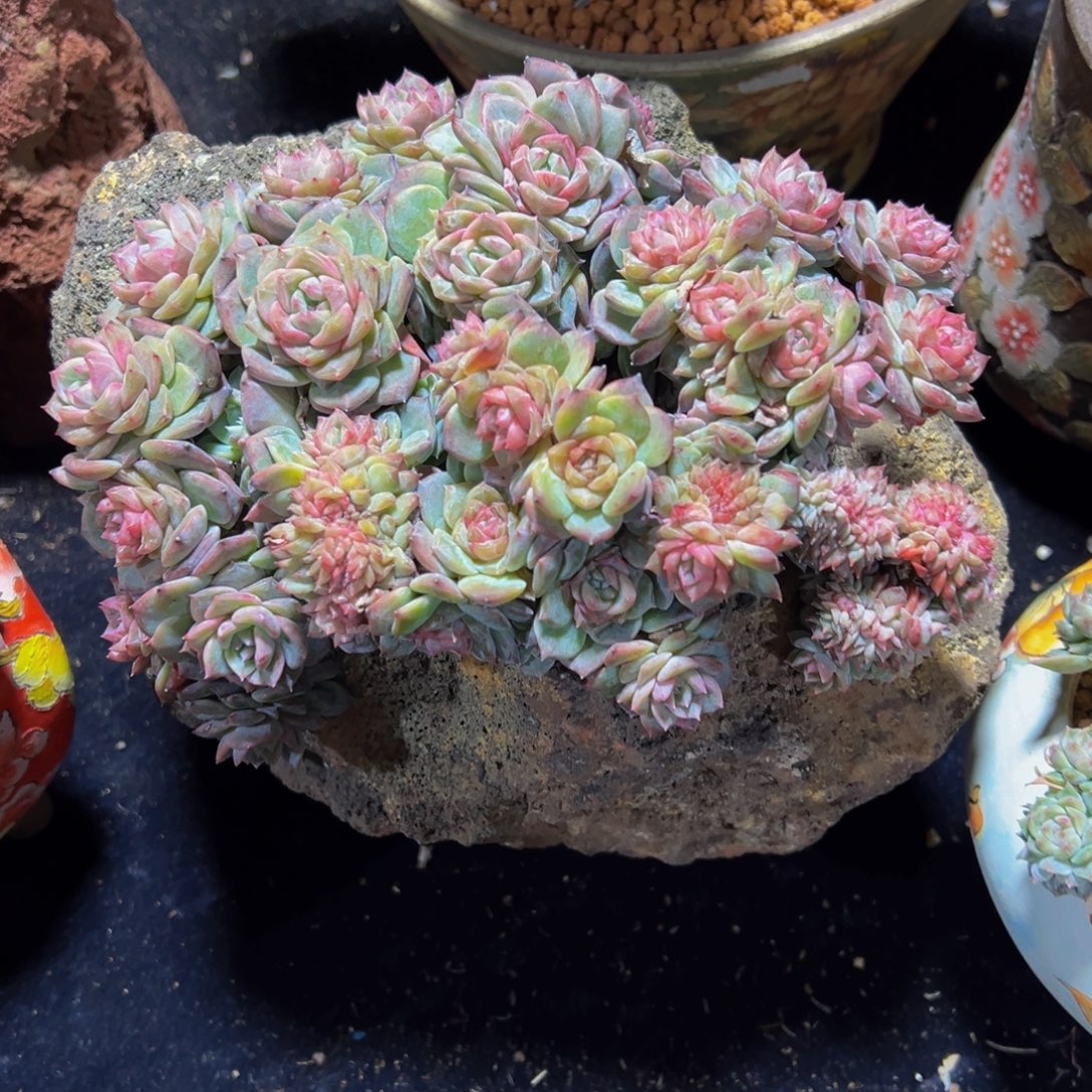 瞅***8草莓冰沙琥珀缀35朵朵缀