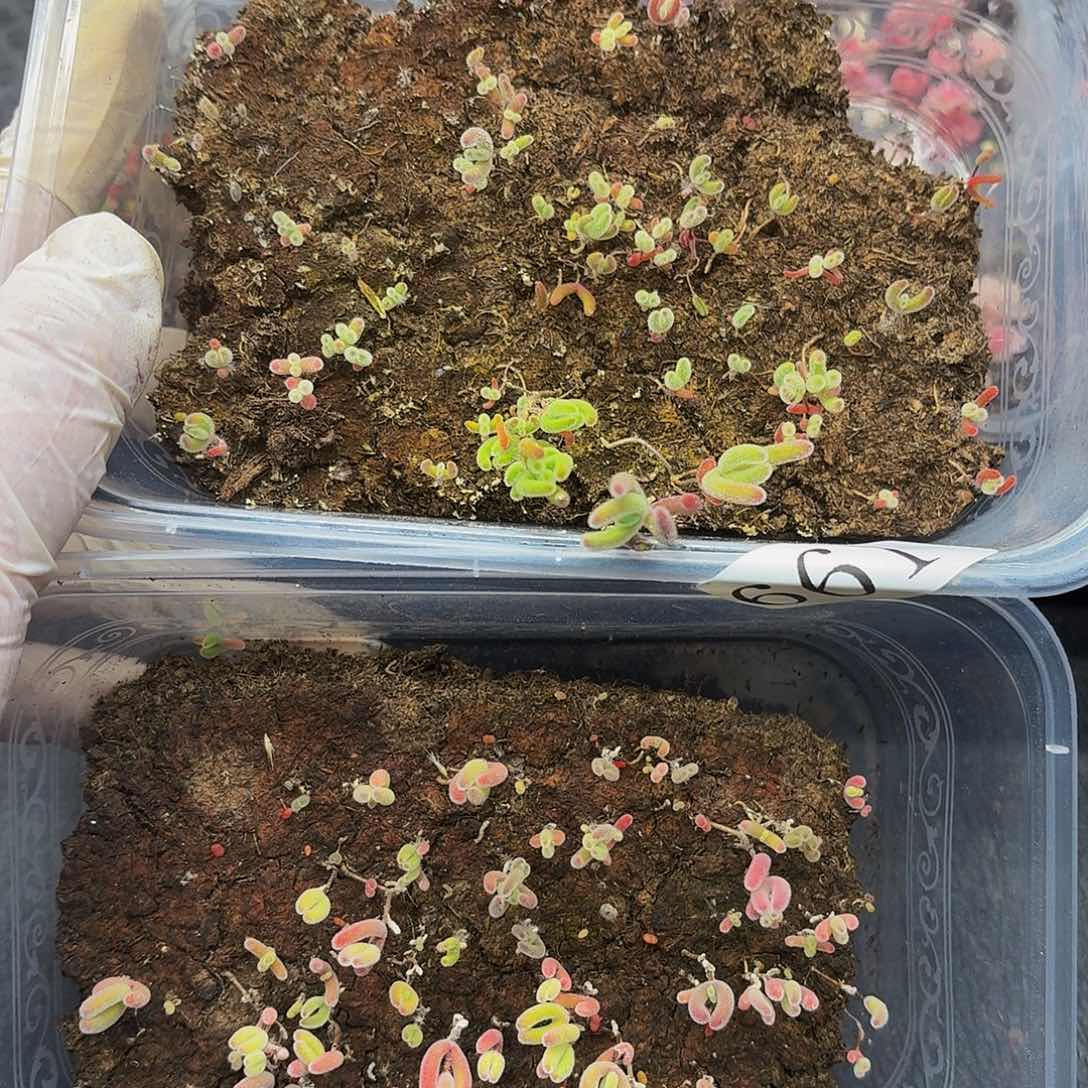 多肉植物多肉植物661