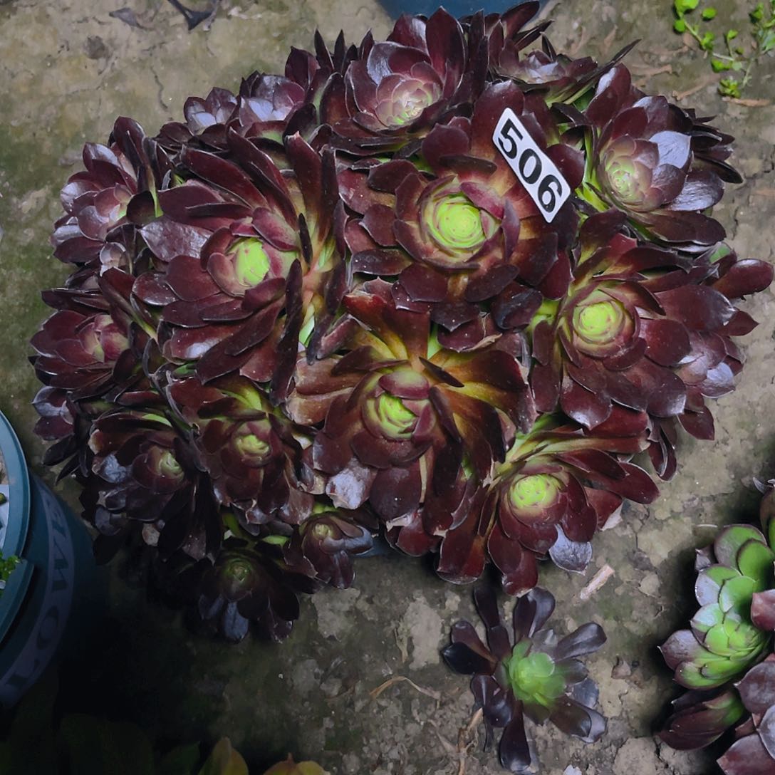 法师法师13–21包邮法师