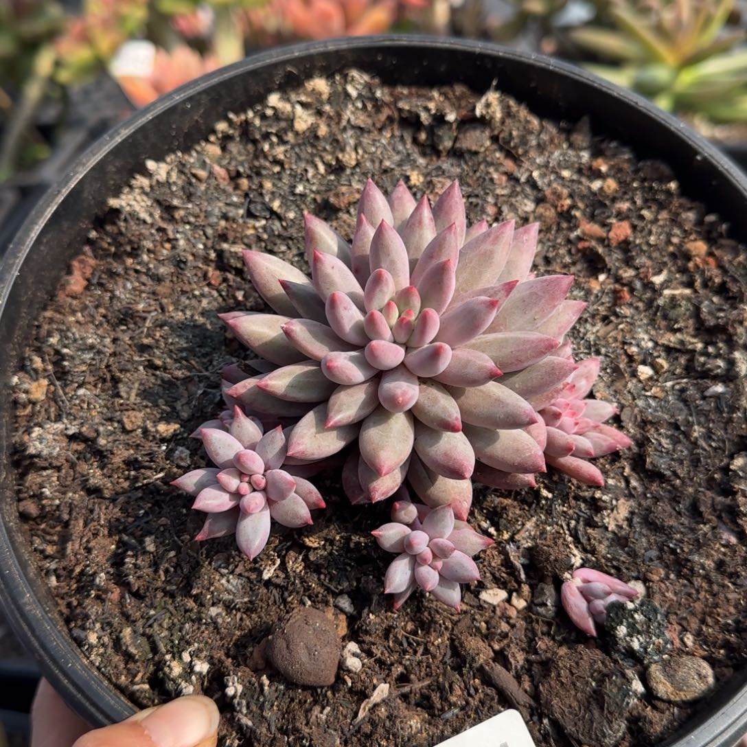 634号一物一拍一物一拍