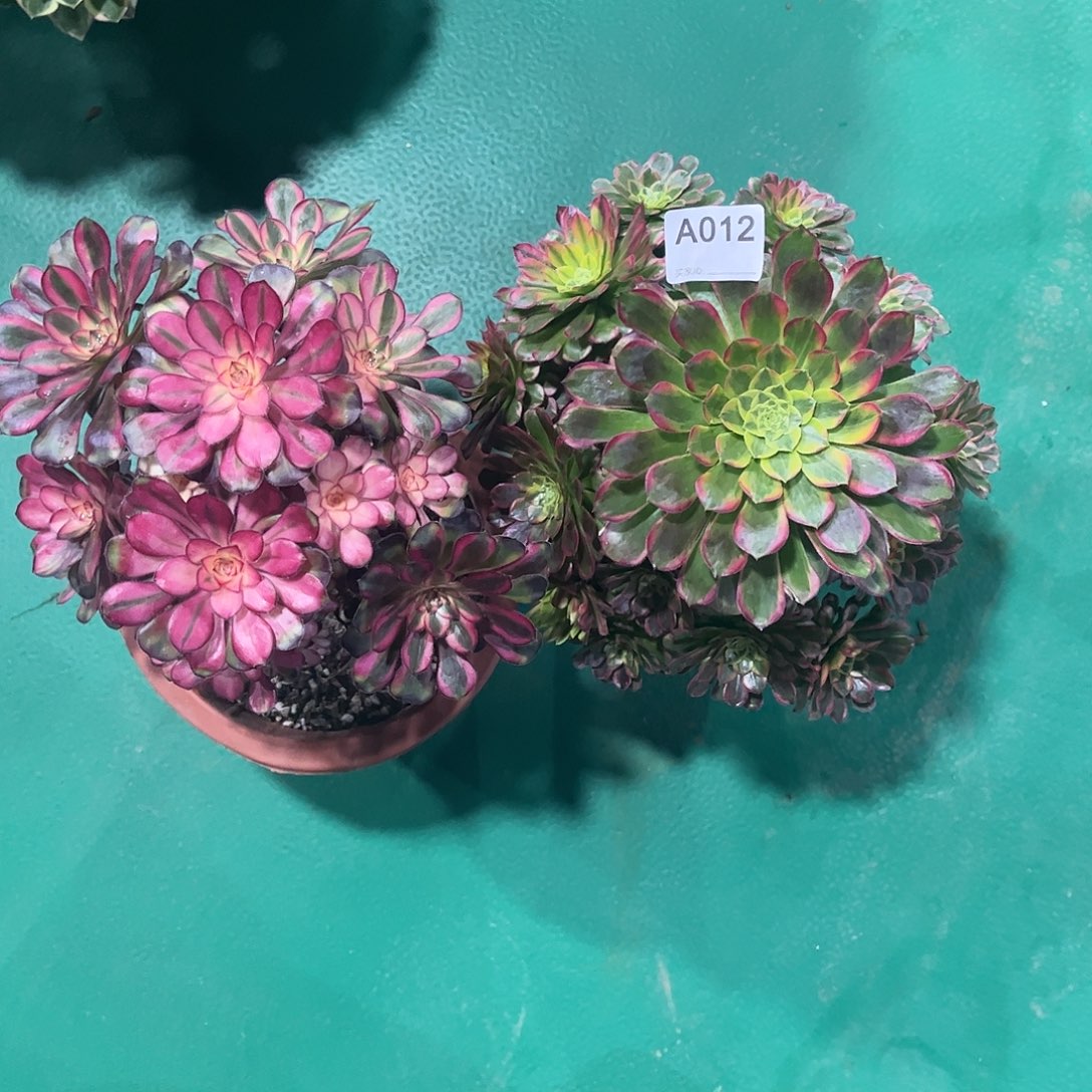 多肉组合00000012