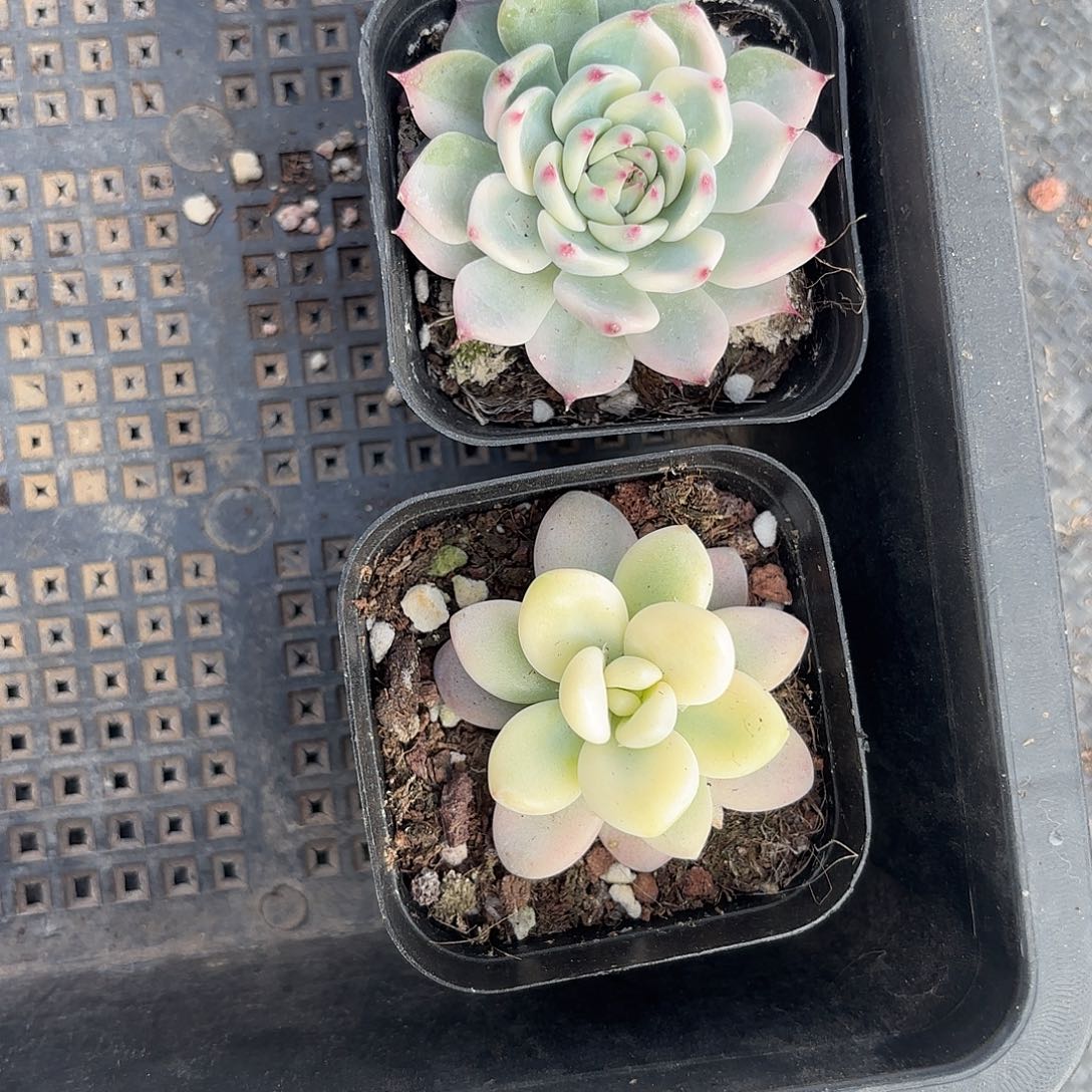 哈***嗝精品锦类多肉植物