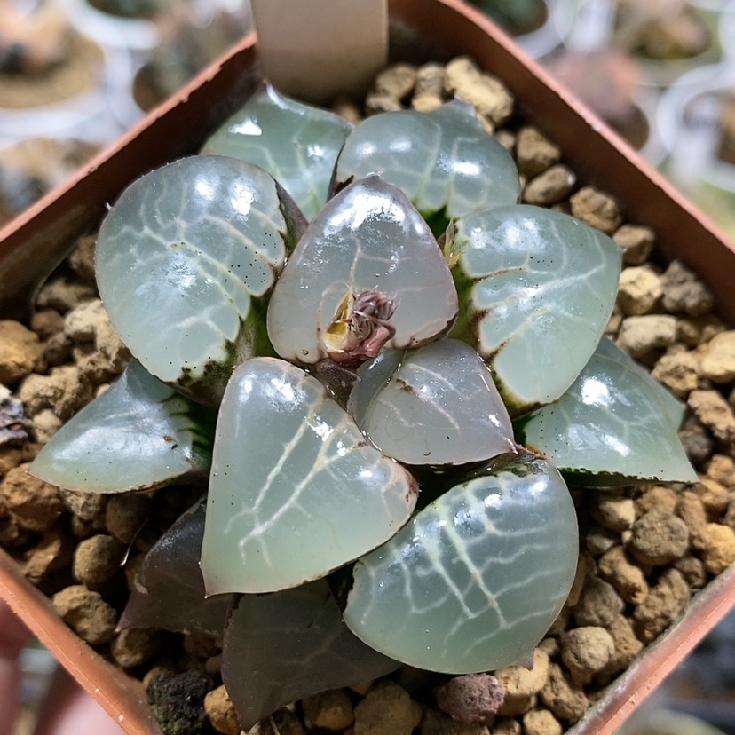 【闪购商品】85女神