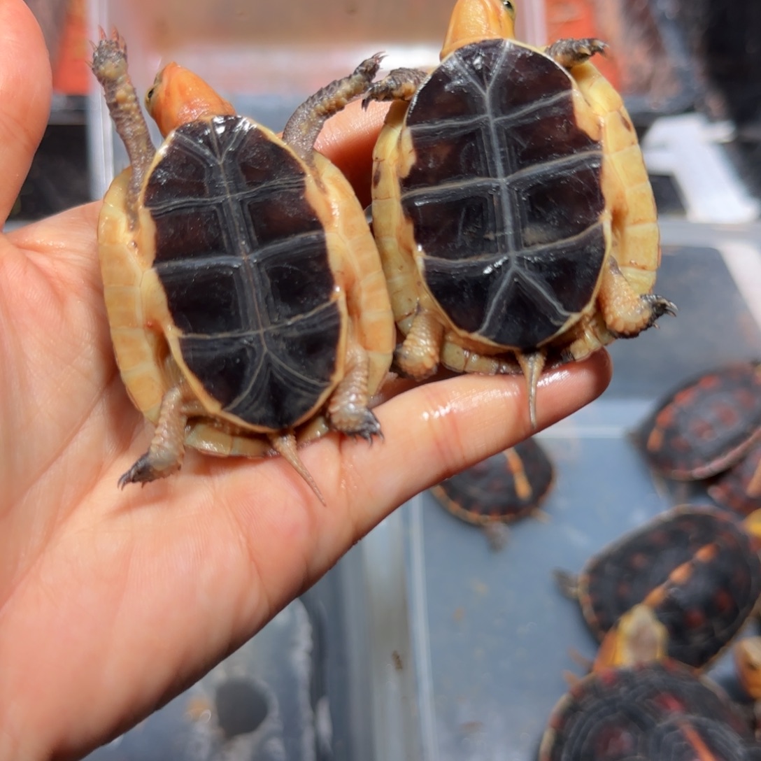 公母搭配宠物龟黄缘苗子