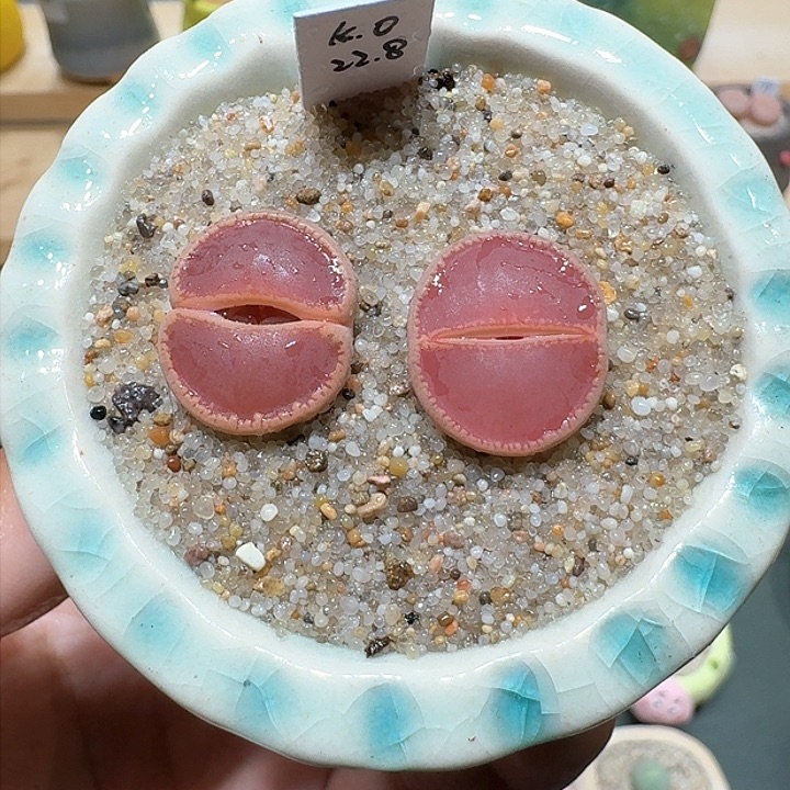 红陶蘑菇811两颗ko