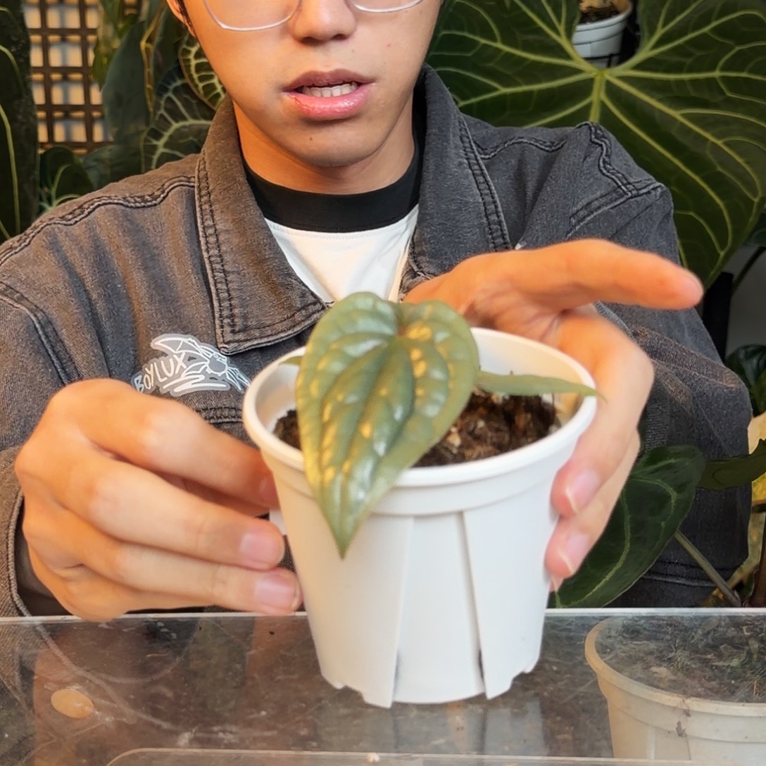 小***h完全开放O80  籽播奢华