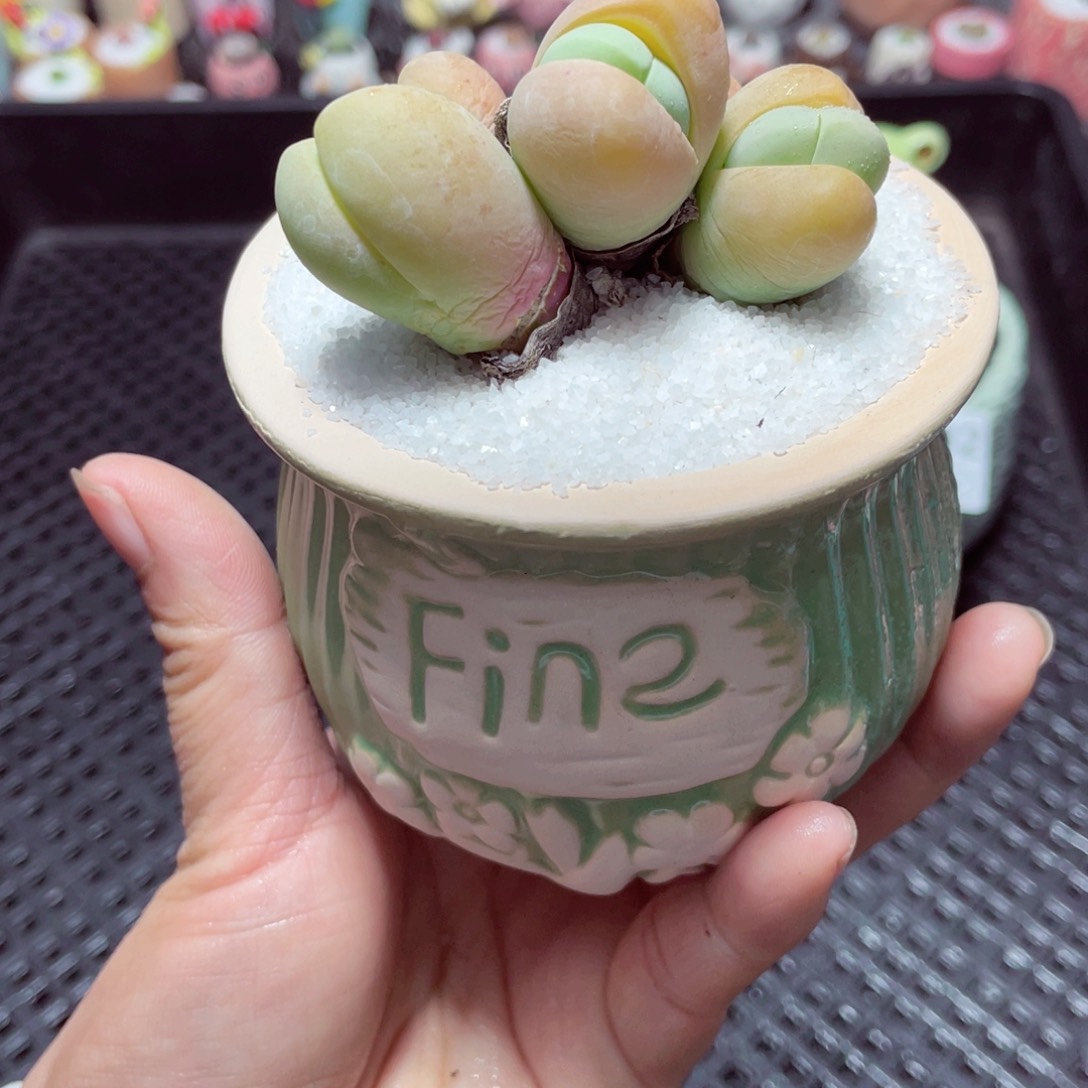 w2293 带盆土发货-零下地区拍保温箱