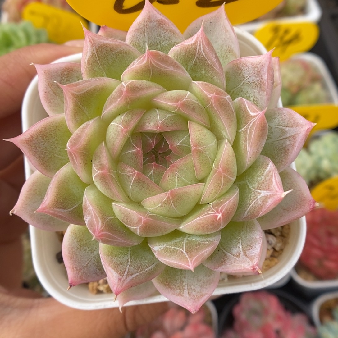 暗纹麦秆可拍652号。 