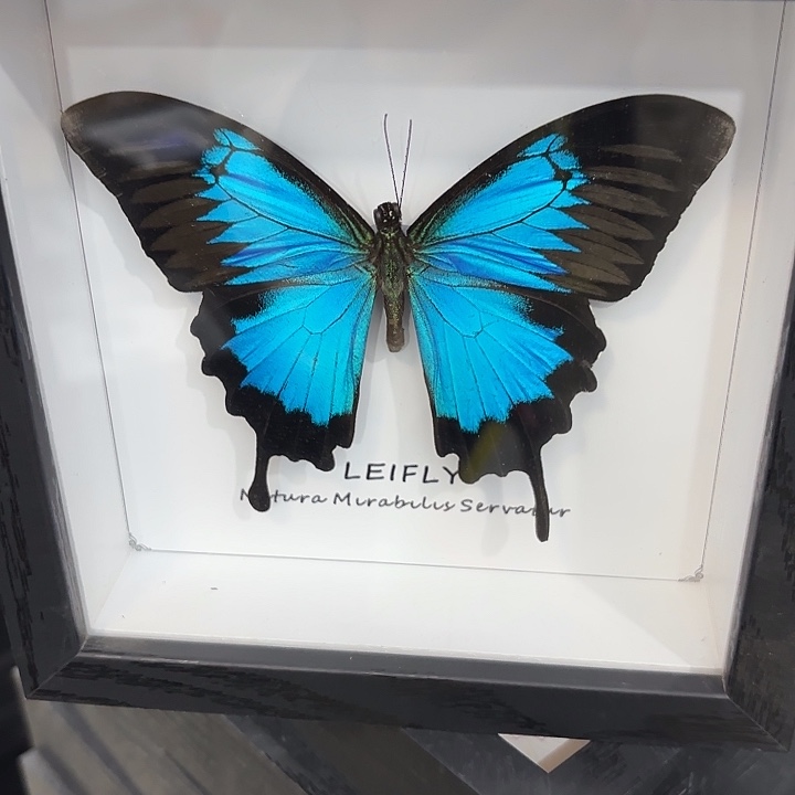 用***6蝴蝶标本定制321@