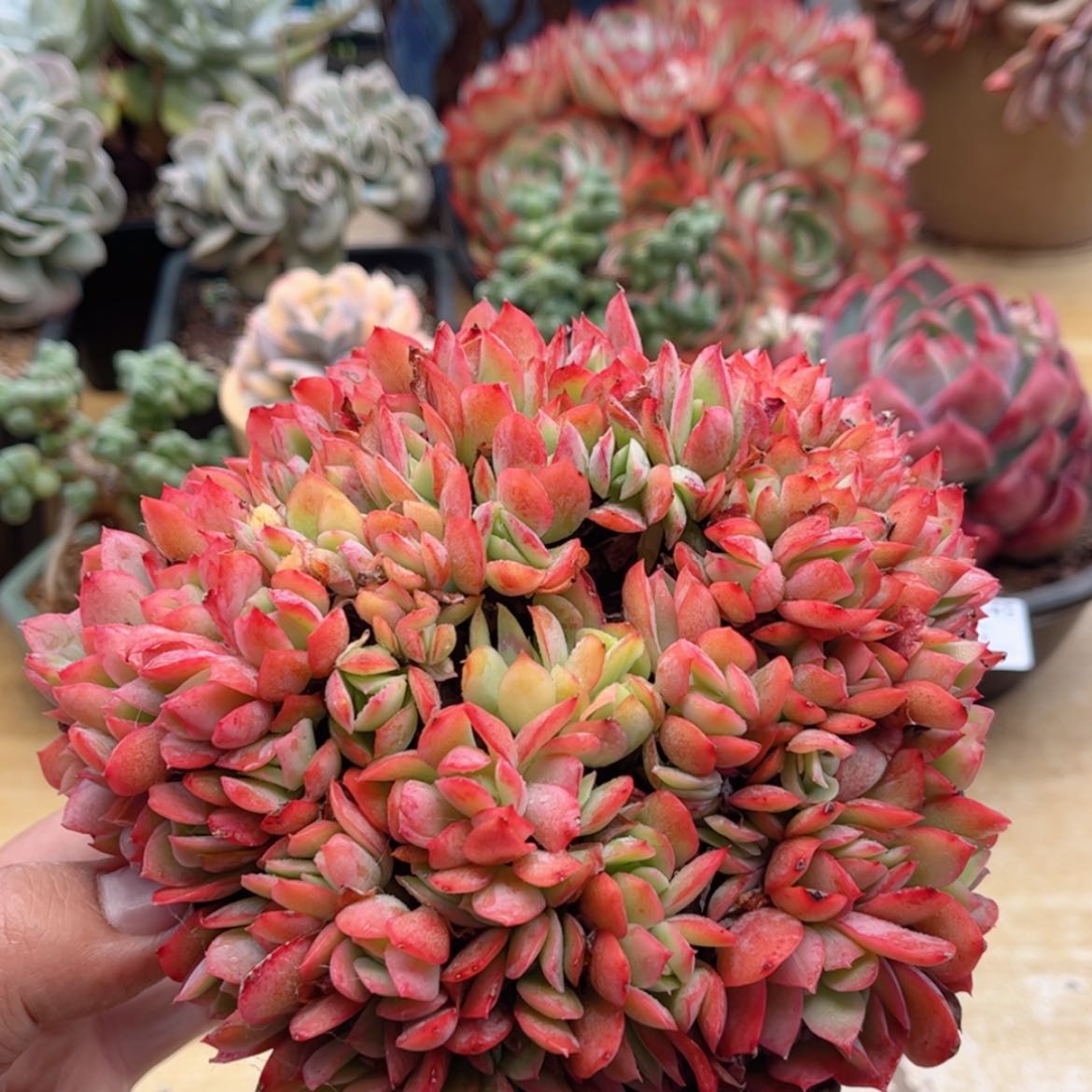 【闪购商品】162绮罗仙子
