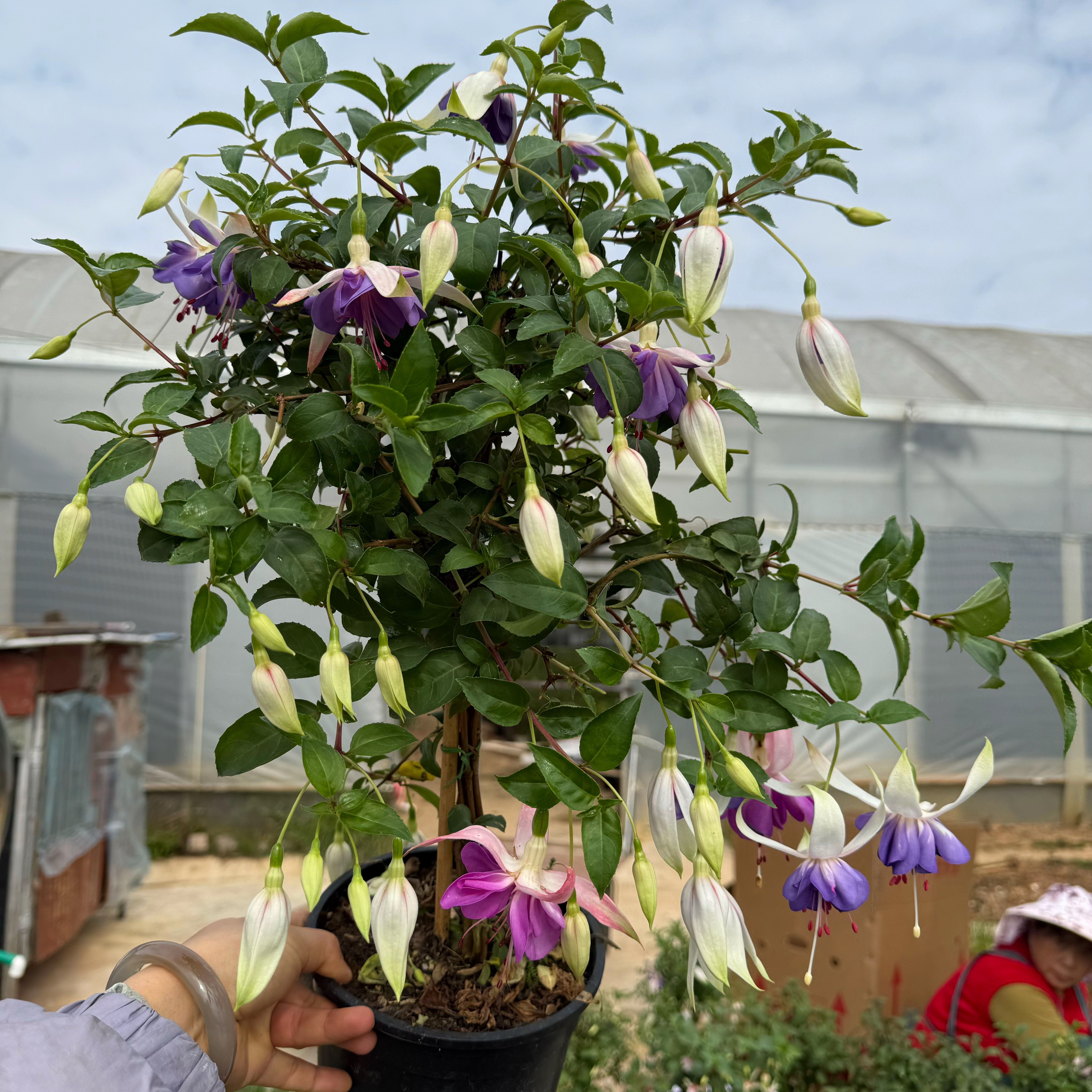 云花基地【精品】大花紫衣裙棒棒糖重瓣大花多彩色倒挂金钟灯笼盆栽