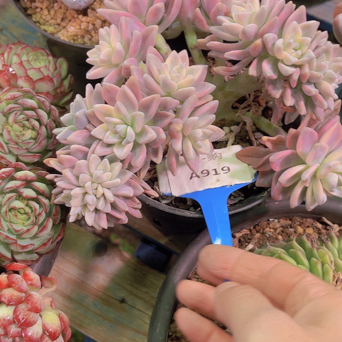 最***人淡雪919号一颗一物一拍