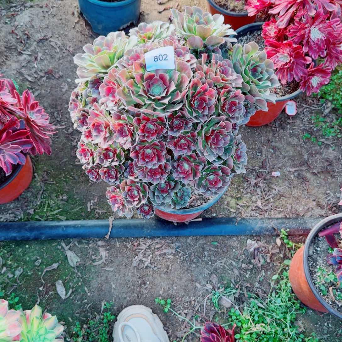 女巫中班法师多肉802