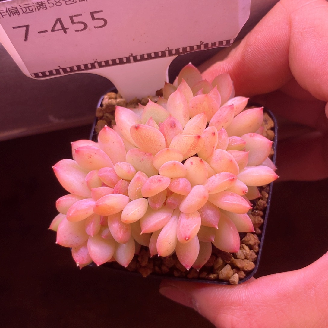 丸叶编号珍妮自然群