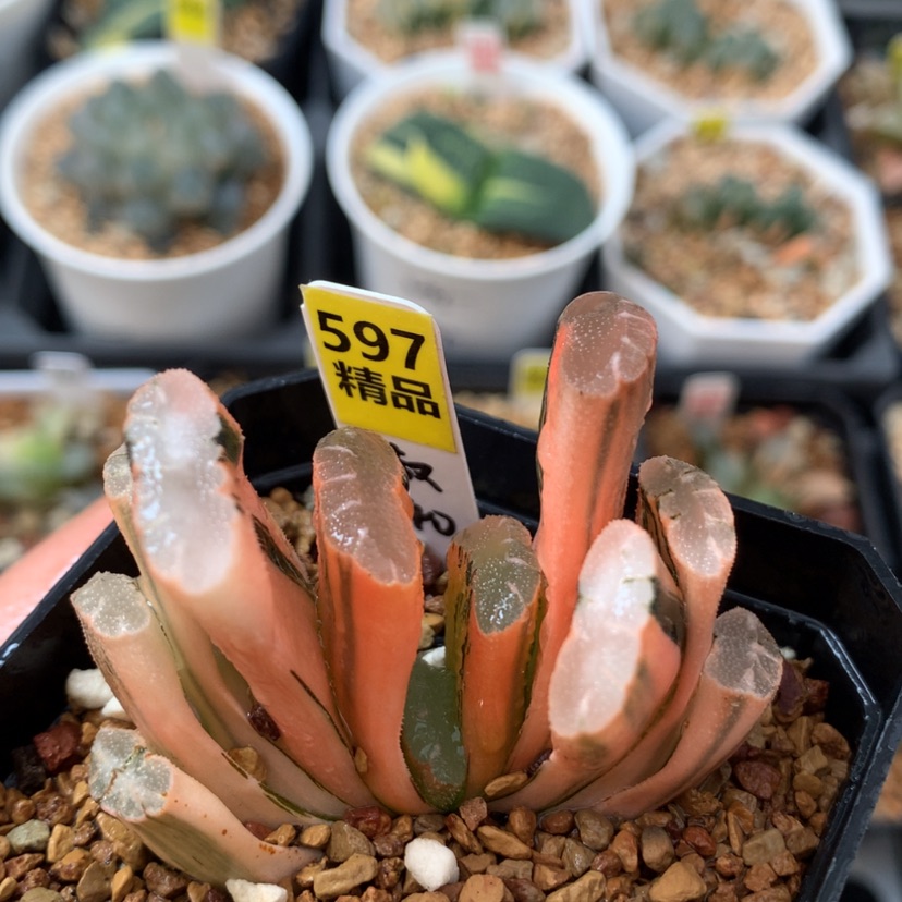 【闪购商品】597赤斑玉扇