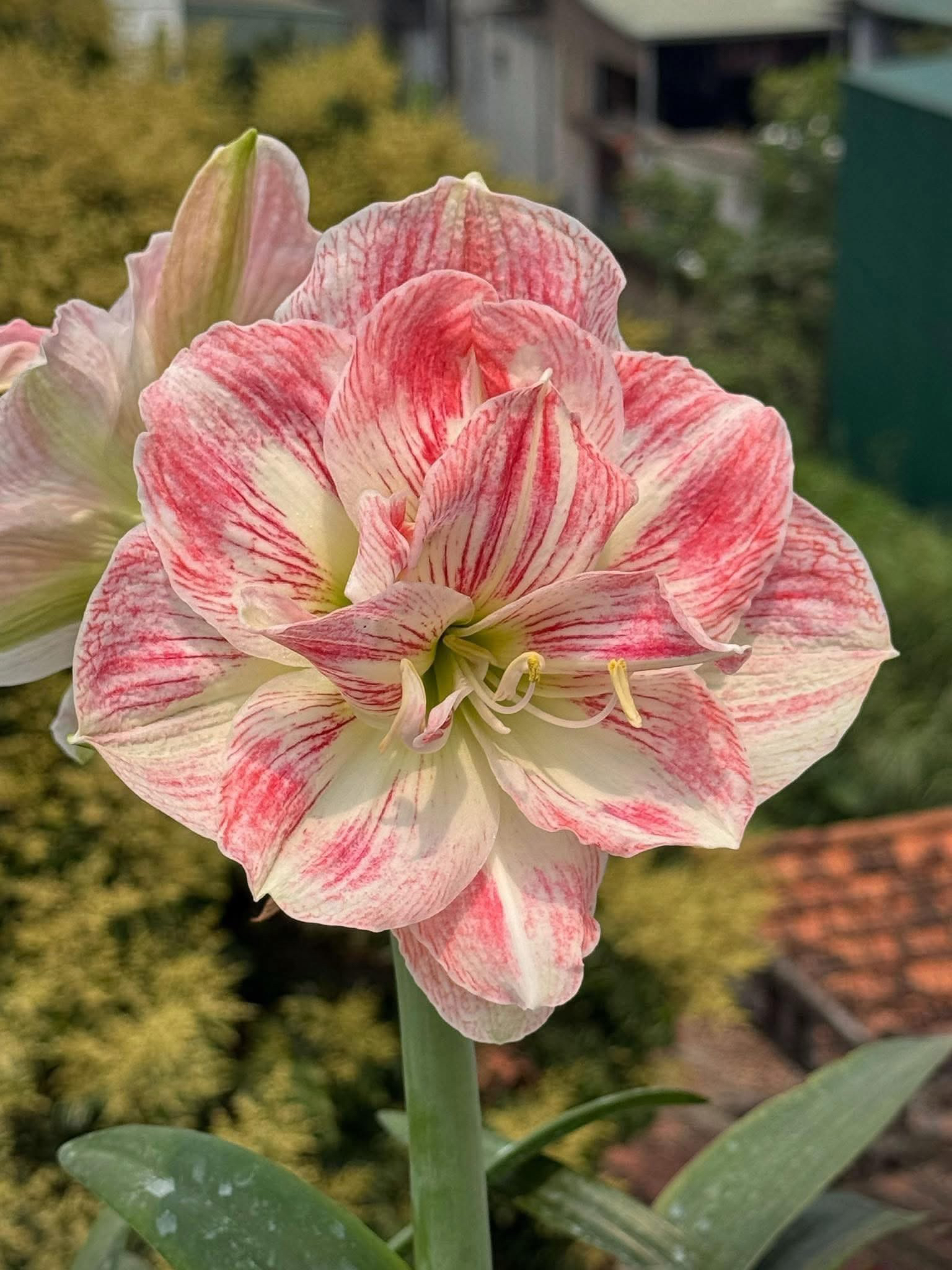 时越园艺 越南朱顶红MP9种球