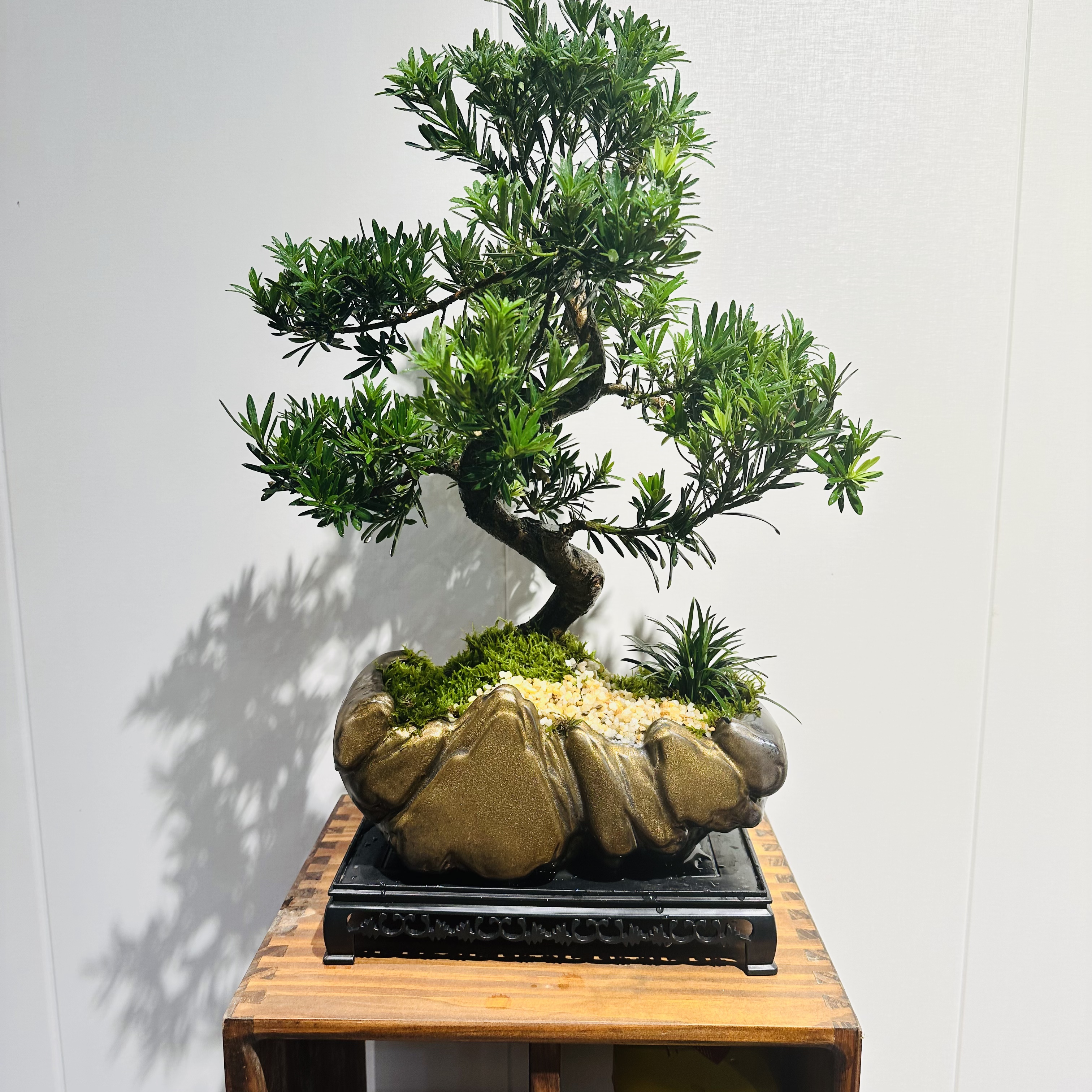 ZF日照金山老桩造型罗汉松