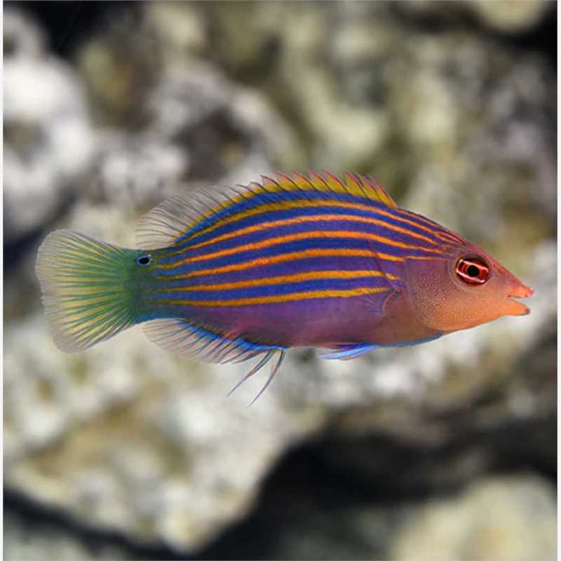 海水观赏鱼 六线龙