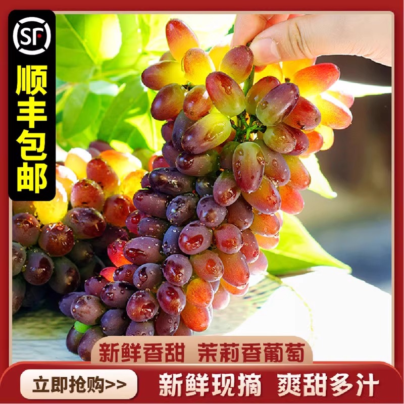 现摘茉莉香葡萄正宗整箱应季新鲜水果孕妇郁金香甜玫瑰香无籽提子