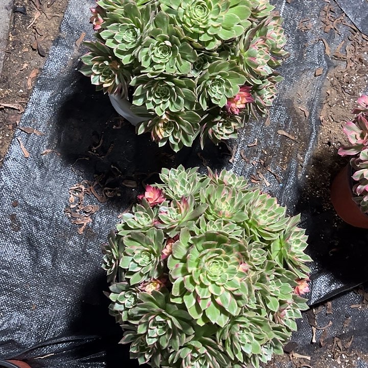 万花筒法师多肉植物