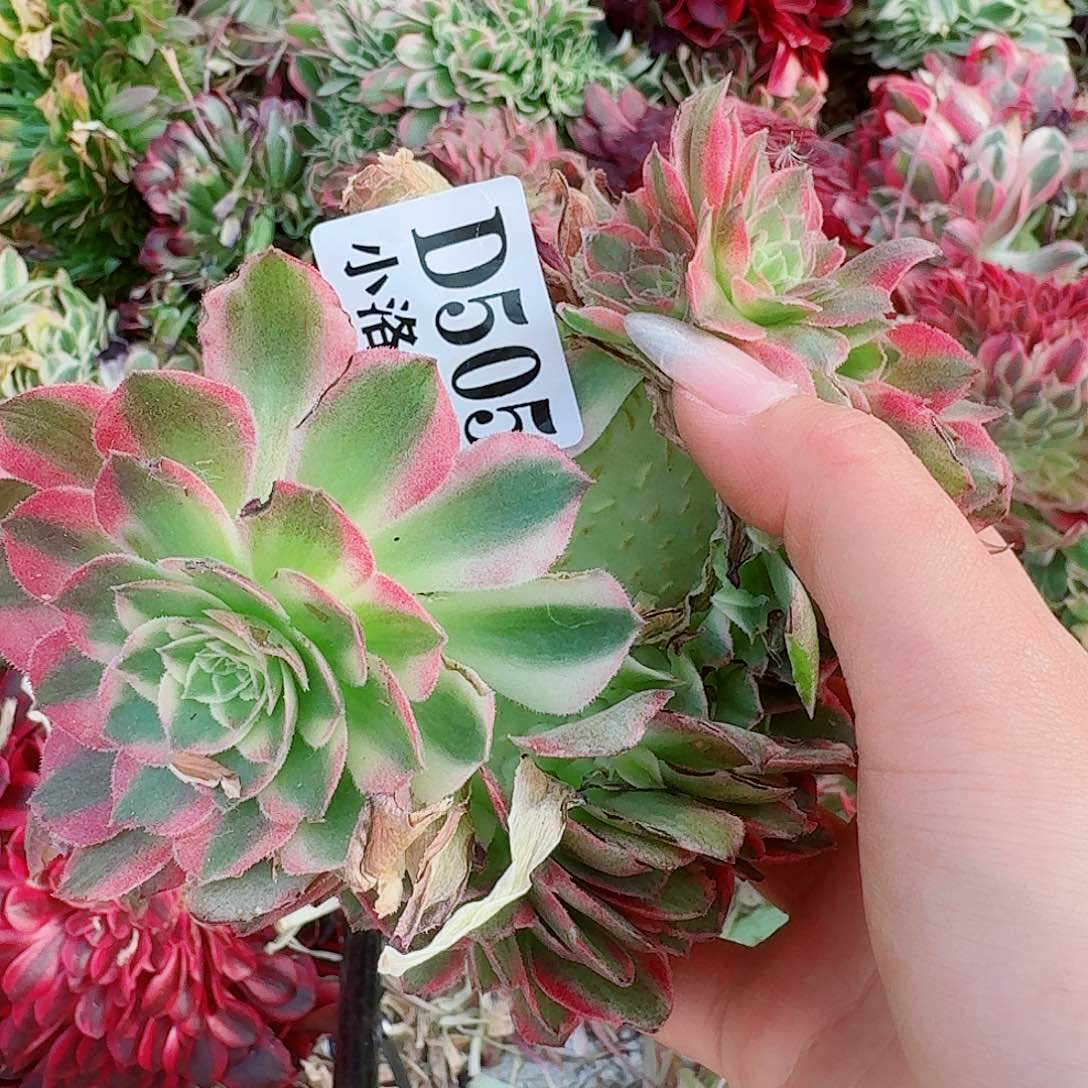 505 缀化无根不包侧枝