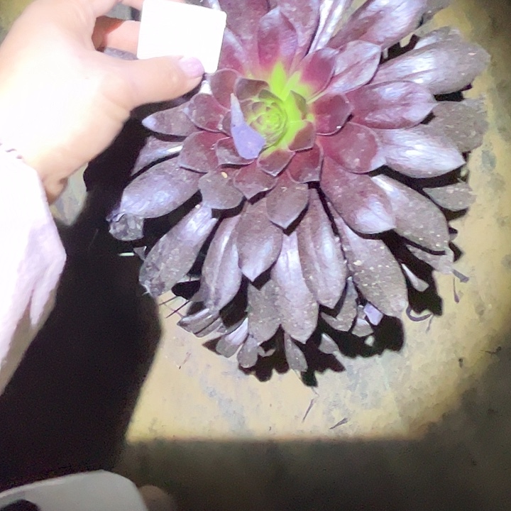 娜*多肉法师植物链接22