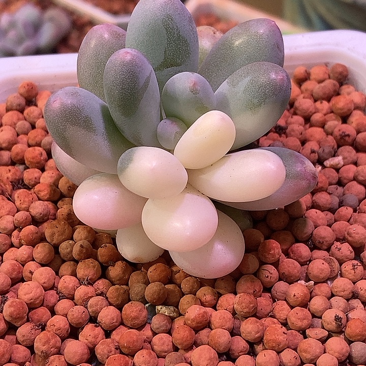 蛋黄奶酪锦多肉植物