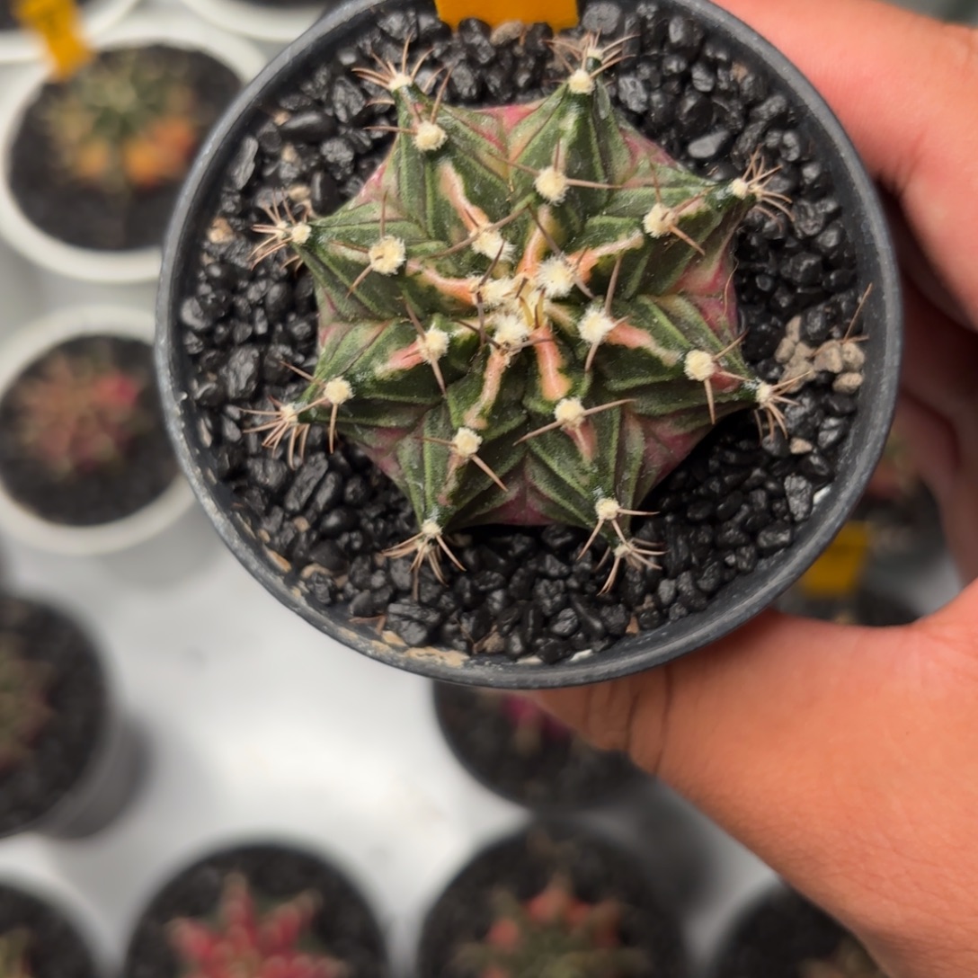 大***子114-1123泰国发货多肉