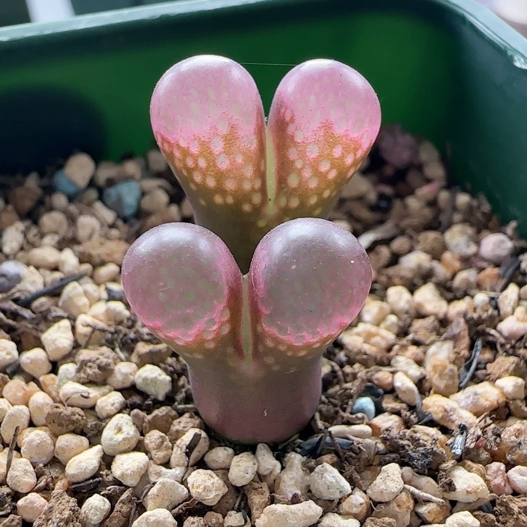 【肉锥黑眼豆豆风铃】MG1802.1多肉植物风铃优选鼓窗风铃柏实花园