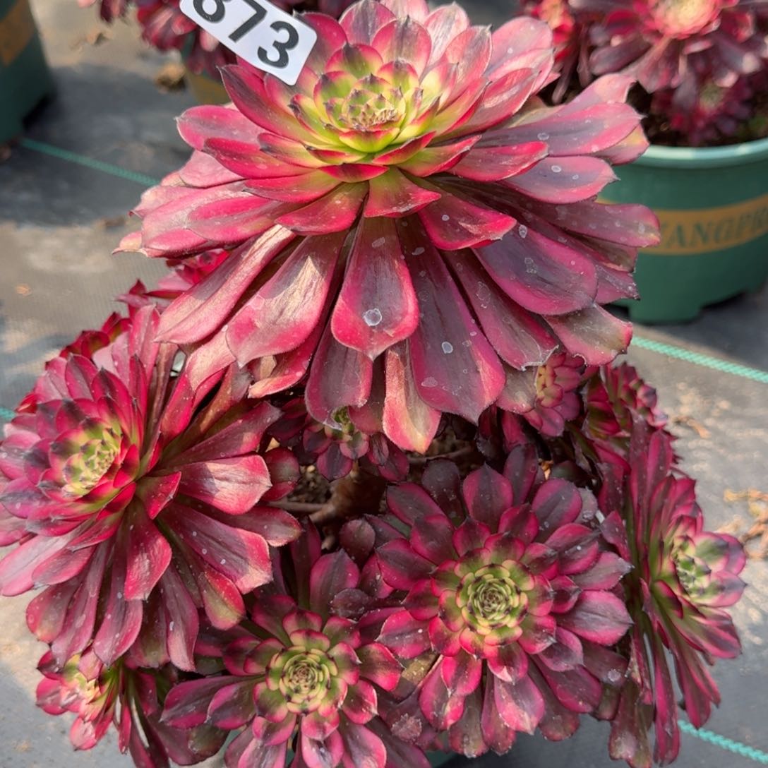 873美肌多肉植物