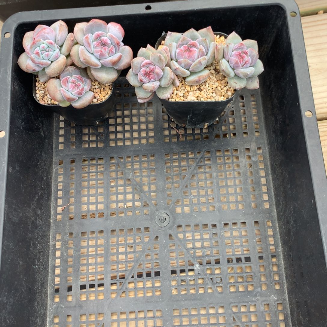 ****姐肉姐突尼斯两个发货多肉